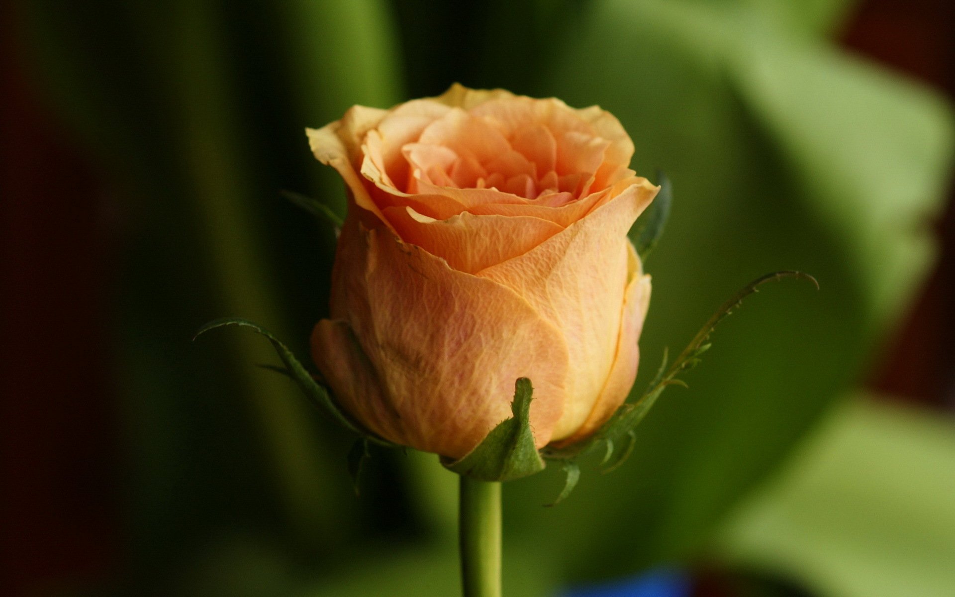 orange, Rose Wallpaper