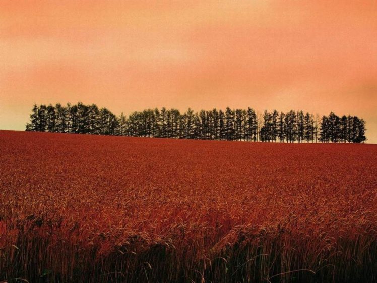 landscapes, Nature, Trees, Autumn HD Wallpaper Desktop Background