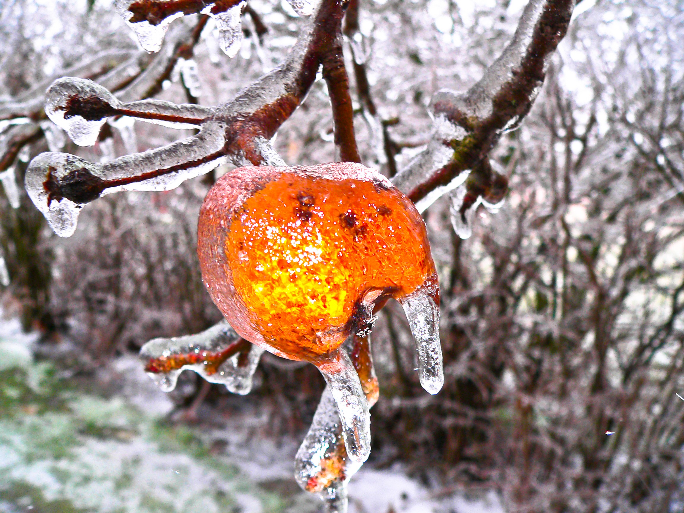 ice, Winter Wallpaper