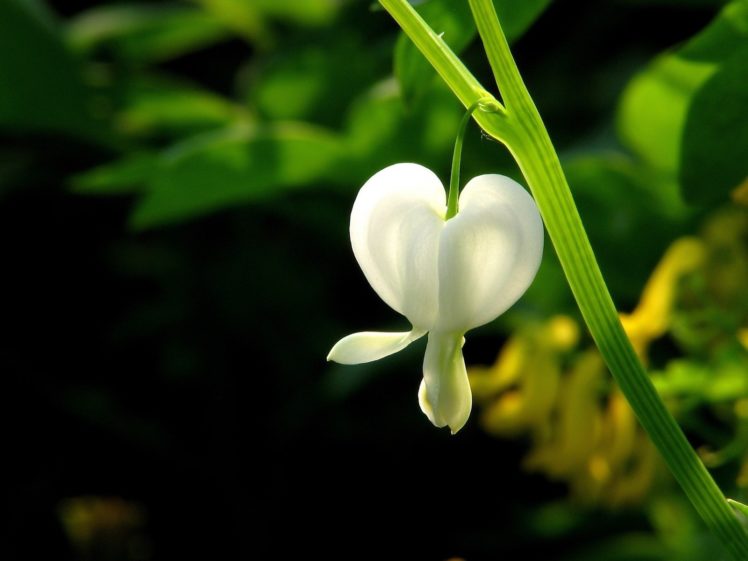 flowers, White, Flowers, Bleeding, Hearts HD Wallpaper Desktop Background