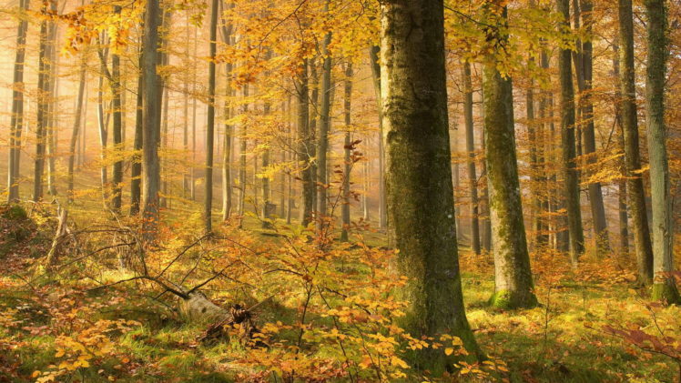 autumn,  season , Forest HD Wallpaper Desktop Background