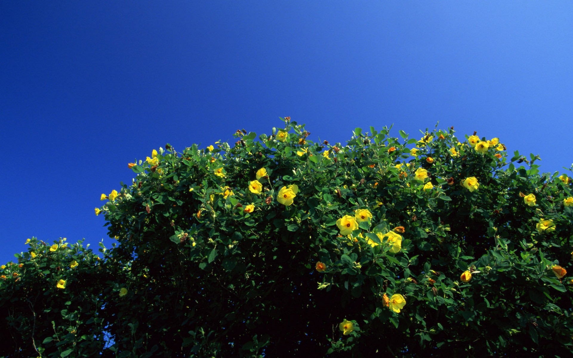 japan, Flowers, Yellow, Flowers, Blue, Skies Wallpaper