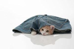 short, Jeans, Cat