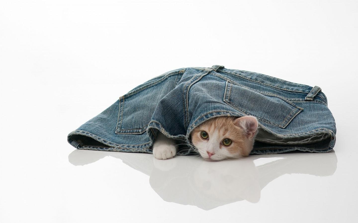 short, Jeans, Cat Wallpaper