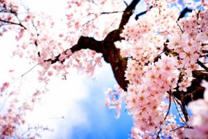 tree, Sakura, Flower, Nature, Beautiful