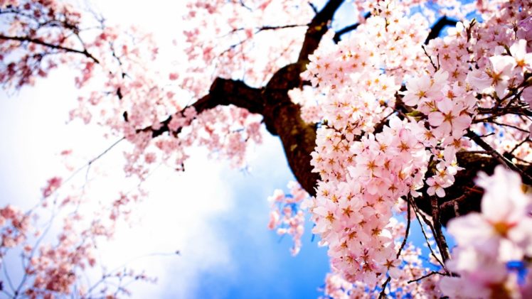 tree, Sakura, Flower, Nature, Beautiful HD Wallpaper Desktop Background