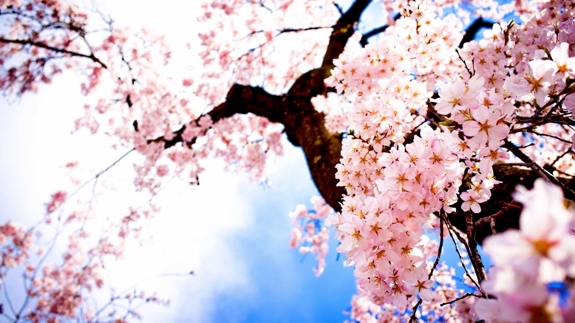 tree, Sakura, Flower, Nature, Beautiful Wallpaper