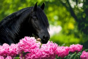 animal, Horse, Flower, Beauty