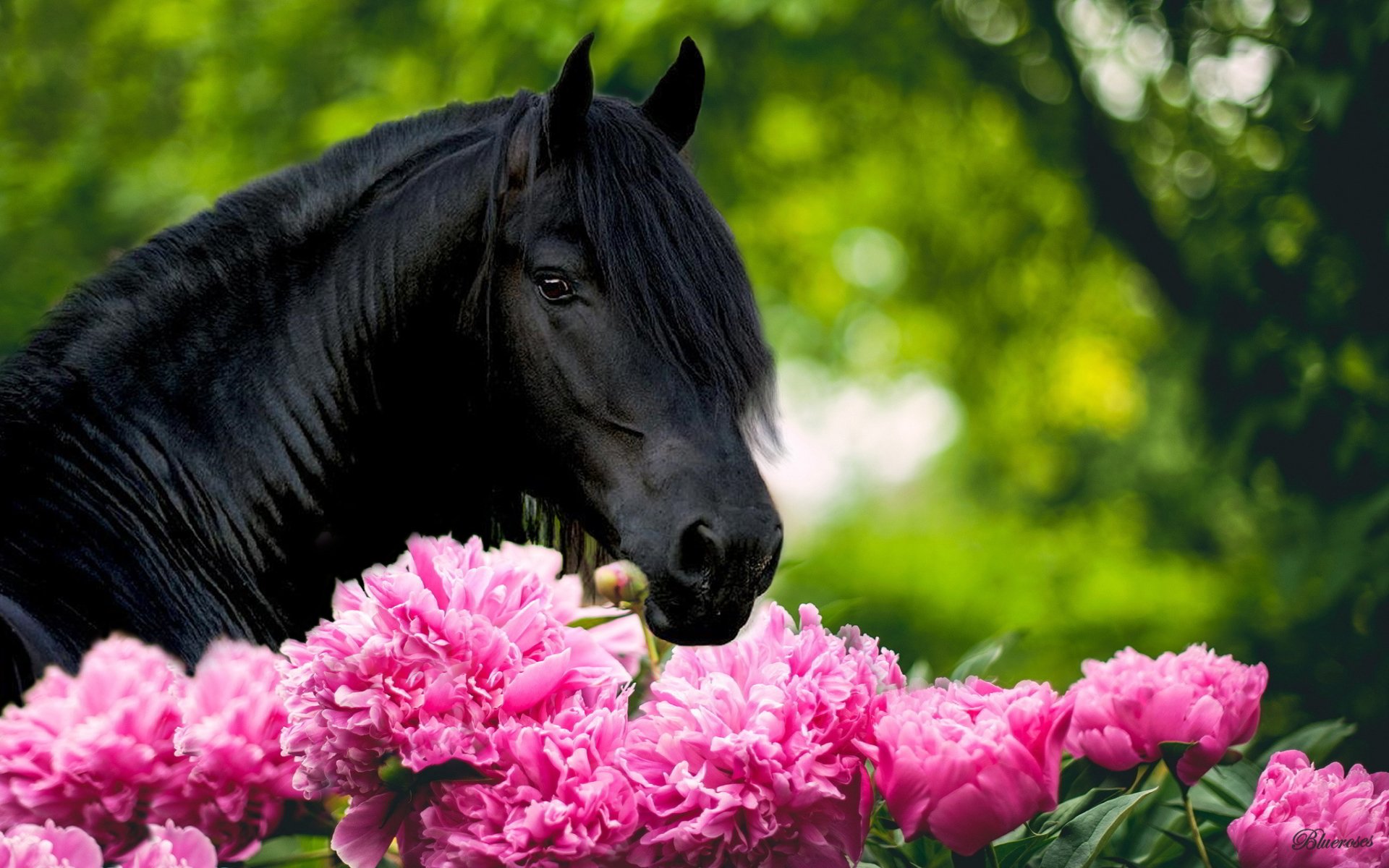 animal, Horse, Flower, Beauty Wallpaper