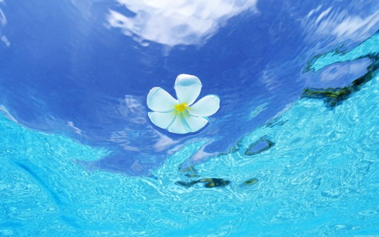 water, Flowers, White, Flowers, Plumeria HD Wallpaper Desktop Background