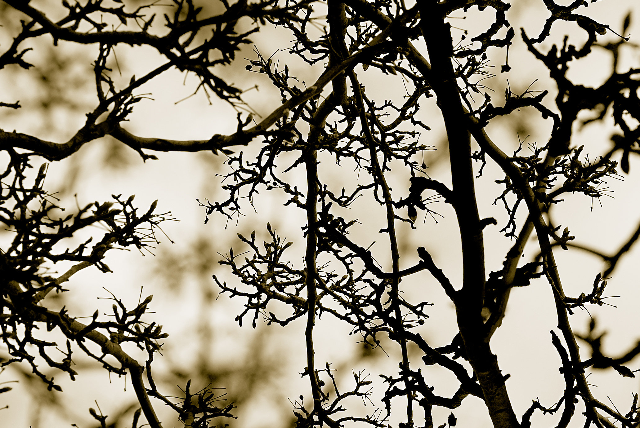 mixed, Branches Wallpaper