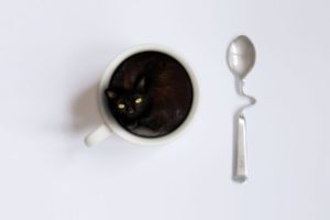 cat, In, A, Coffee, Cup