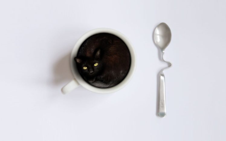 cat, In, A, Coffee, Cup HD Wallpaper Desktop Background