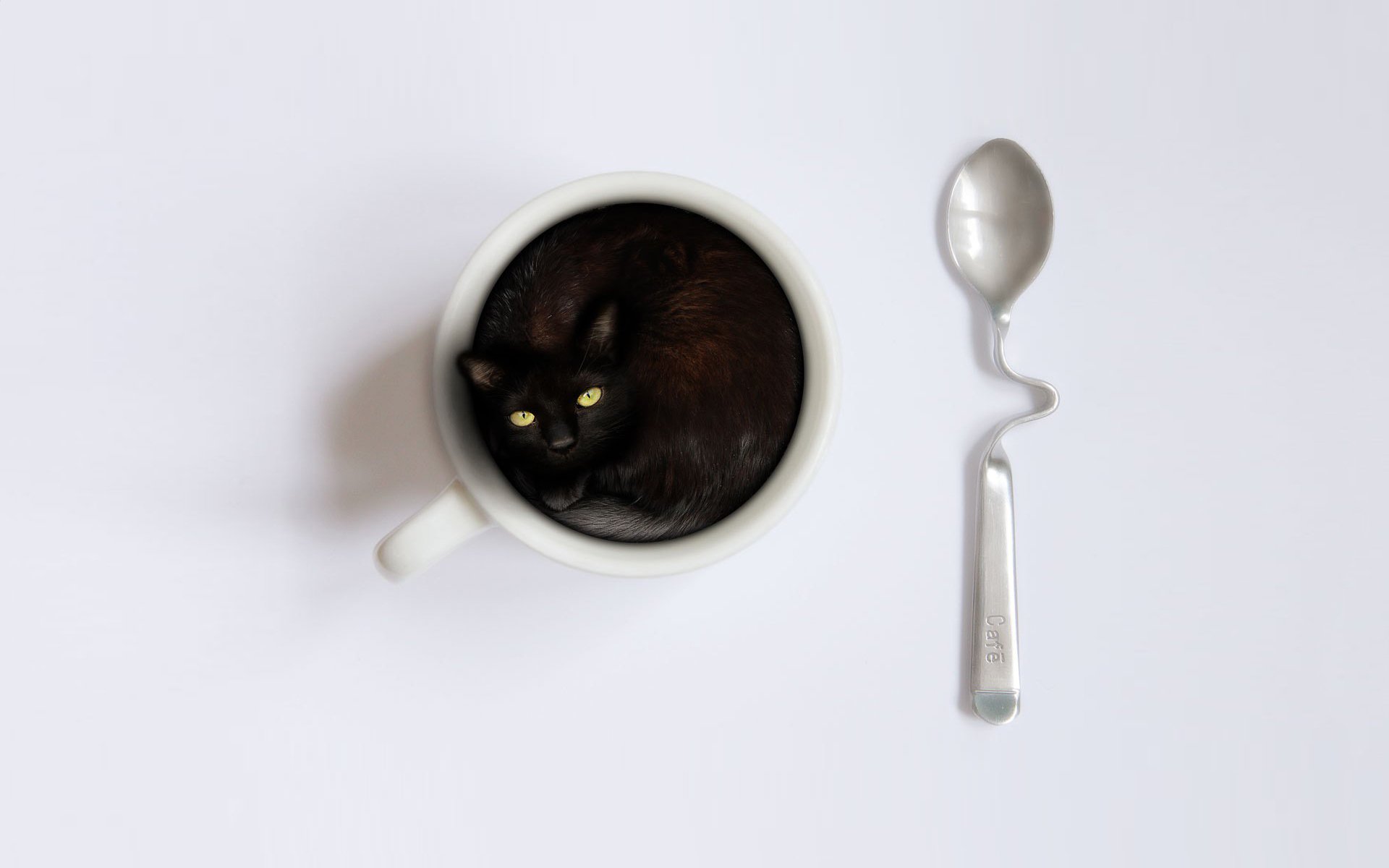 cat, In, A, Coffee, Cup Wallpaper