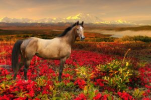 horse, Flower, Animal