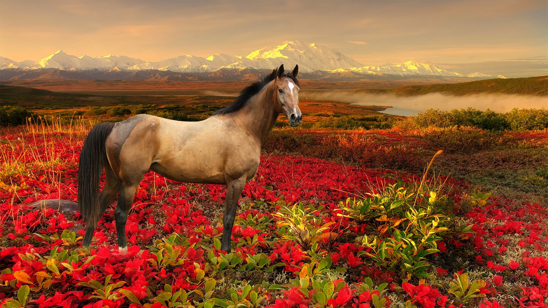 horse, Flower, Animal Wallpaper