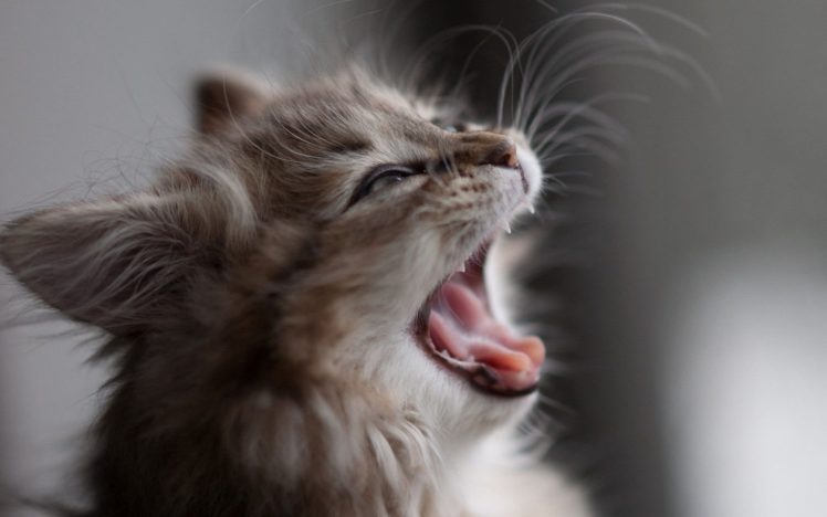 animals, Cat, Kitten, Screaming, Cat HD Wallpaper Desktop Background
