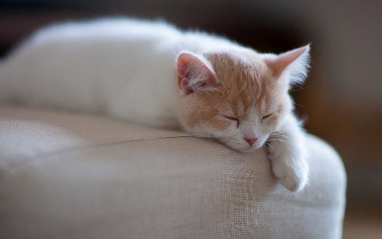 sleeping, Kitten, Animals, Cat, Kitten HD Wallpaper Desktop Background