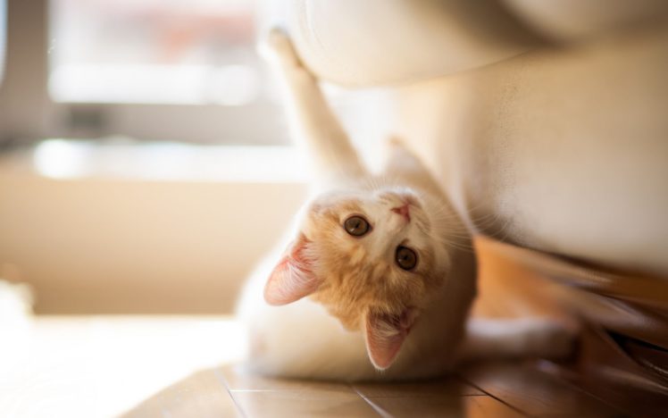 kitten, Under, The, Couch, Animals, Cat, Kitten HD Wallpaper Desktop Background