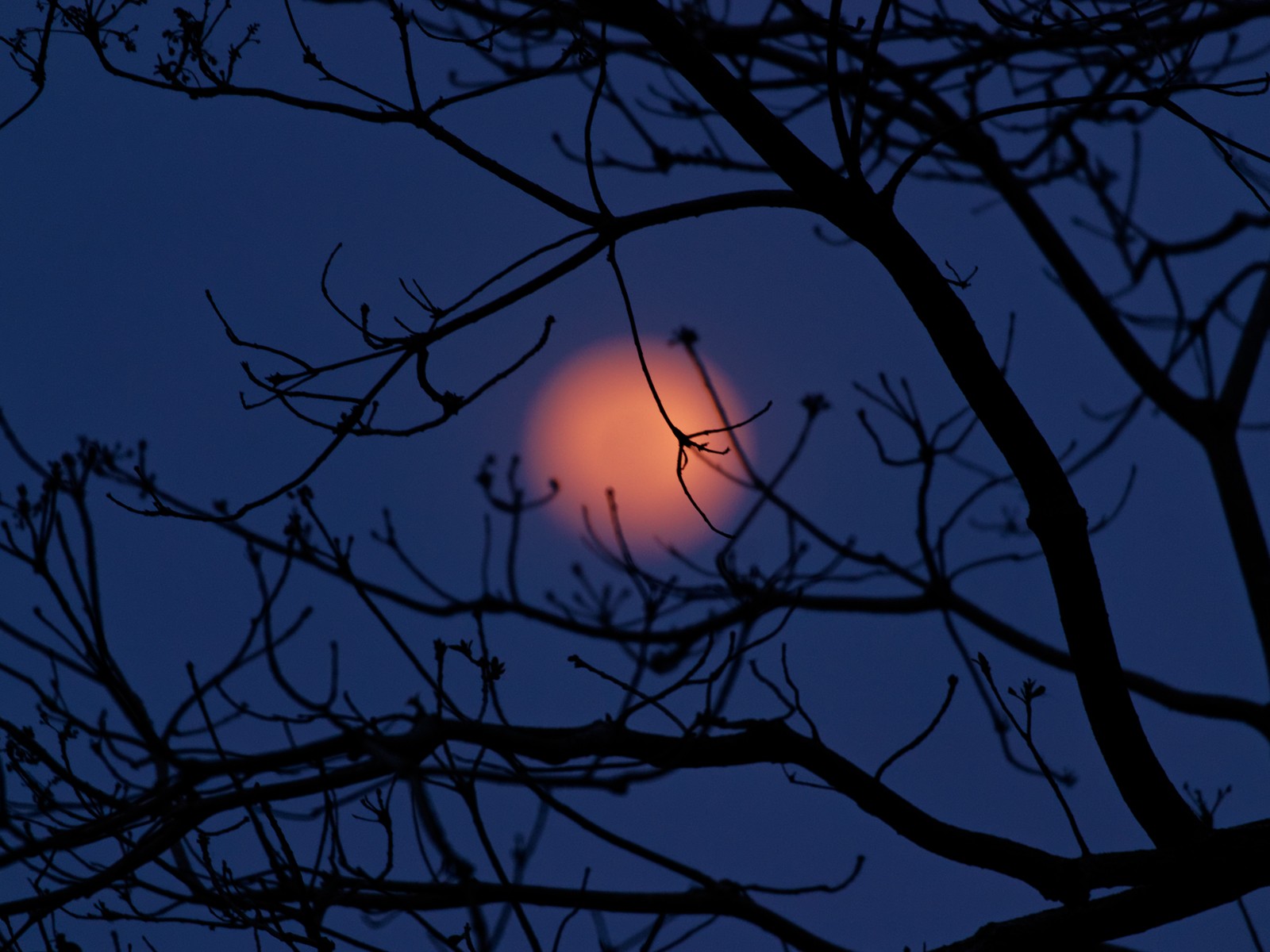 trees, Silhouettes, Branches, Focused Wallpaper