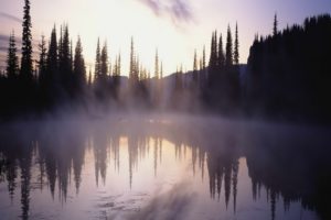 nature, Tree, Fog, Lake