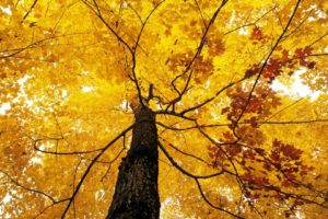 nature, Tree, Leaf, Autumn, Foliage, Fall