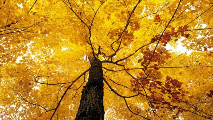 nature, Tree, Leaf, Autumn, Foliage, Fall HD Wallpaper Desktop Background