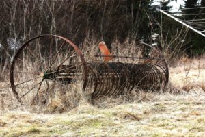 old, Rusted, Agriculture, Hay, Rake