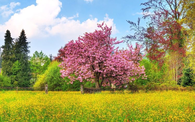 cherry tree in blossom HD Wallpaper Desktop Background