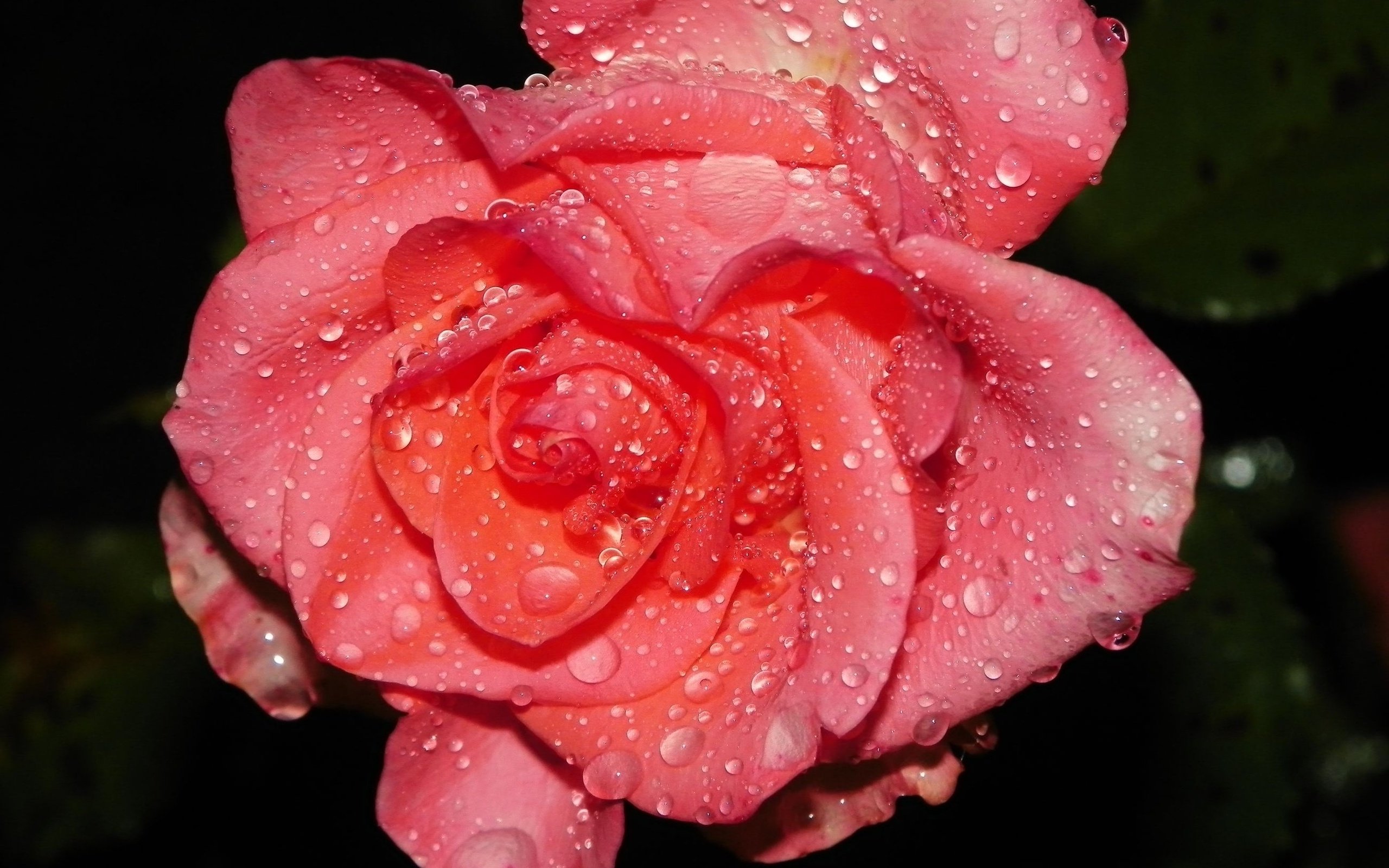 flowers, Rose Wallpaper