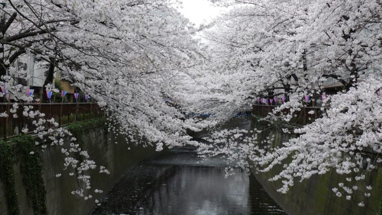 japan, Landscapes, Nature, Trees, Cityscapes, Architecture, Cherries, Asia HD Wallpaper Desktop Background