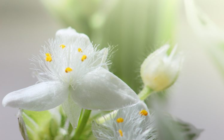 flower, Tradescantia, Macro, Nature, Plant, Blossom HD Wallpaper Desktop Background