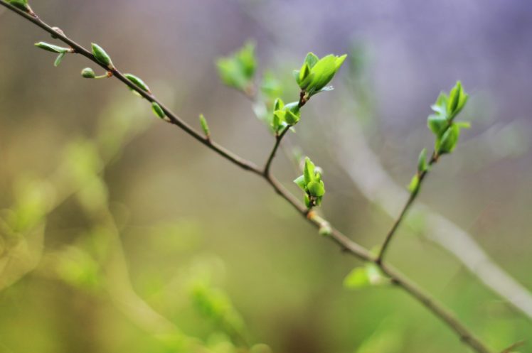 spring, Leaves, Tree, Macro HD Wallpaper Desktop Background