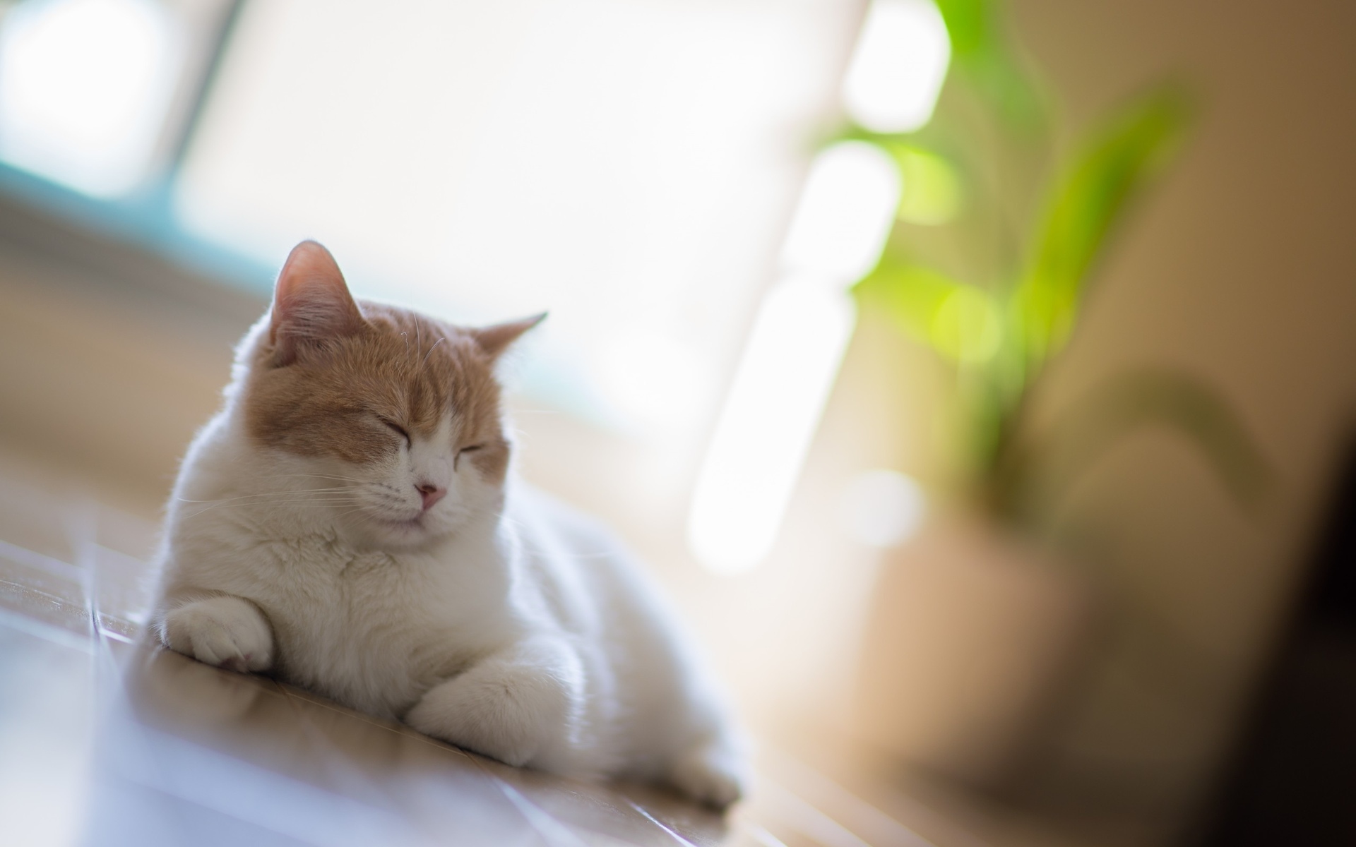 animals, Cats Wallpaper
