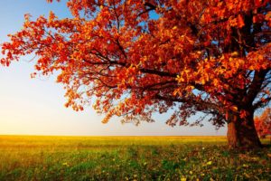 autumn, Tree, Landscape