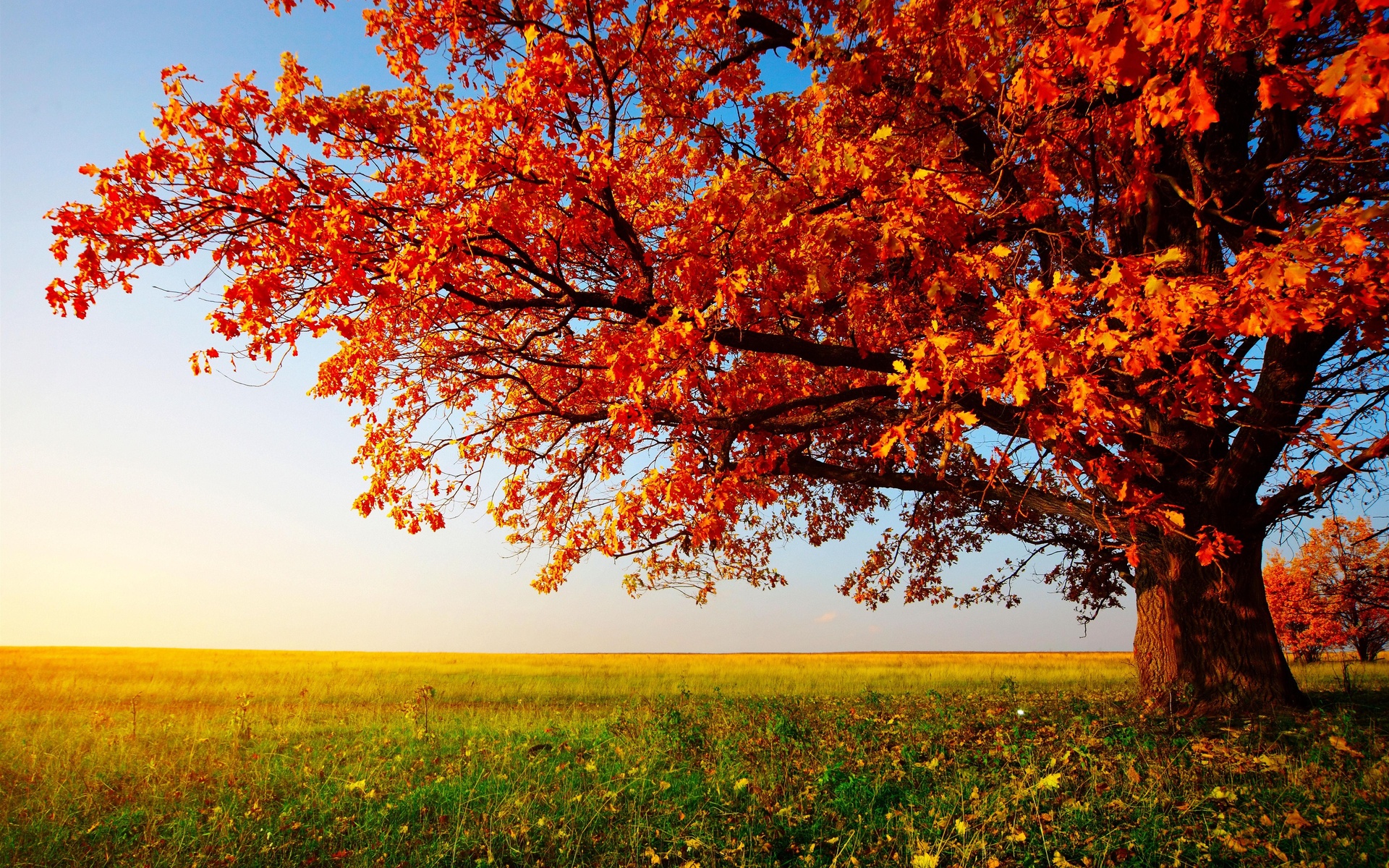 autumn, Tree, Landscape Wallpapers HD / Desktop and Mobile Backgrounds, image size:1920x1200