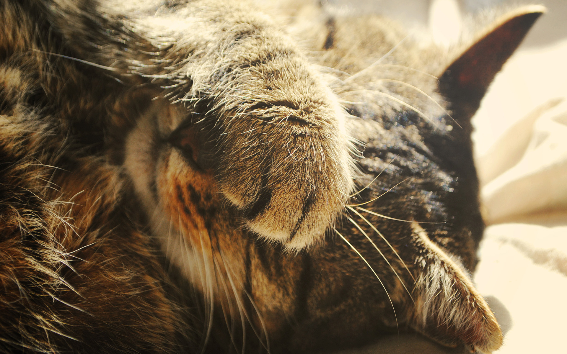 cat, Macro, Paw Wallpaper