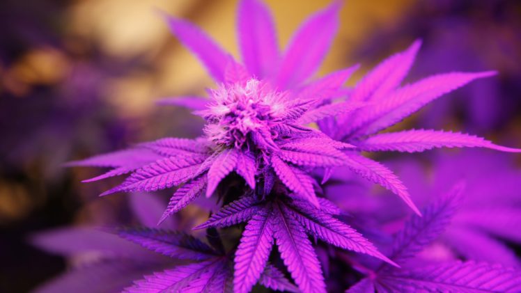 marijuana, Weed, 420, Drugs HD Wallpaper Desktop Background