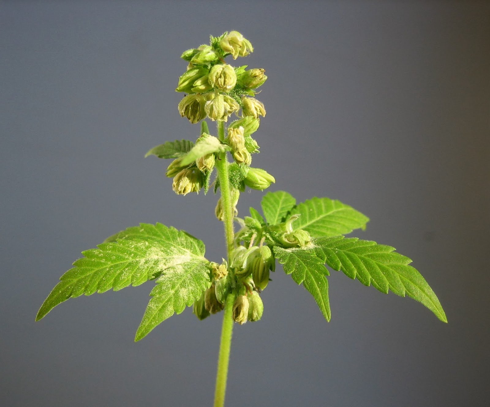 marijuana, Weed, 420, Drugs Wallpaper