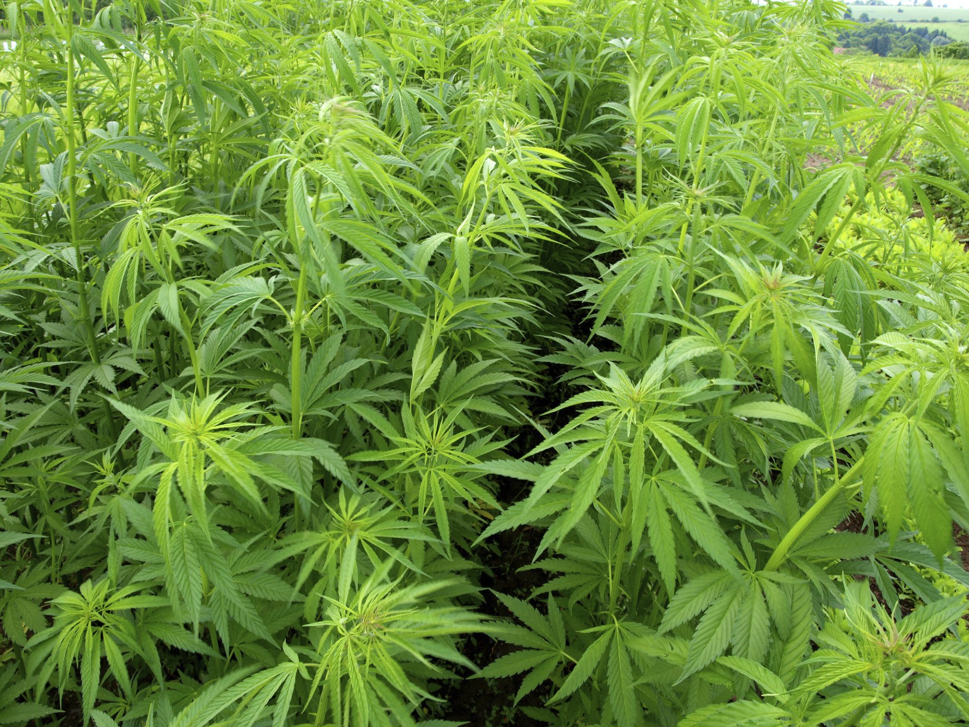 marijuana, Weed, 420, Drugs Wallpaper