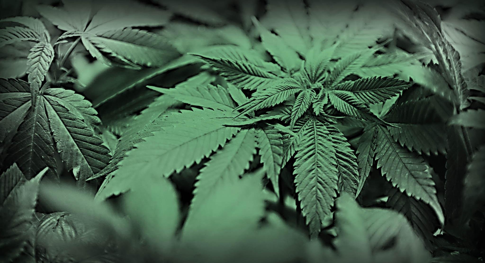 marijuana, Weed, 420, Drugs Wallpaper