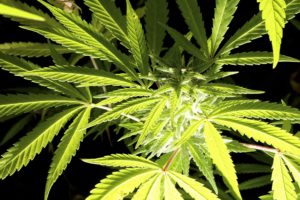 marijuana, Weed, 420, Drugs