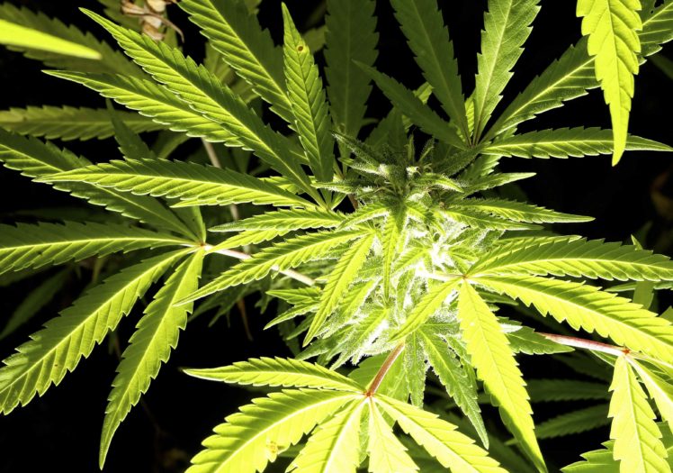 marijuana, Weed, 420, Drugs HD Wallpaper Desktop Background