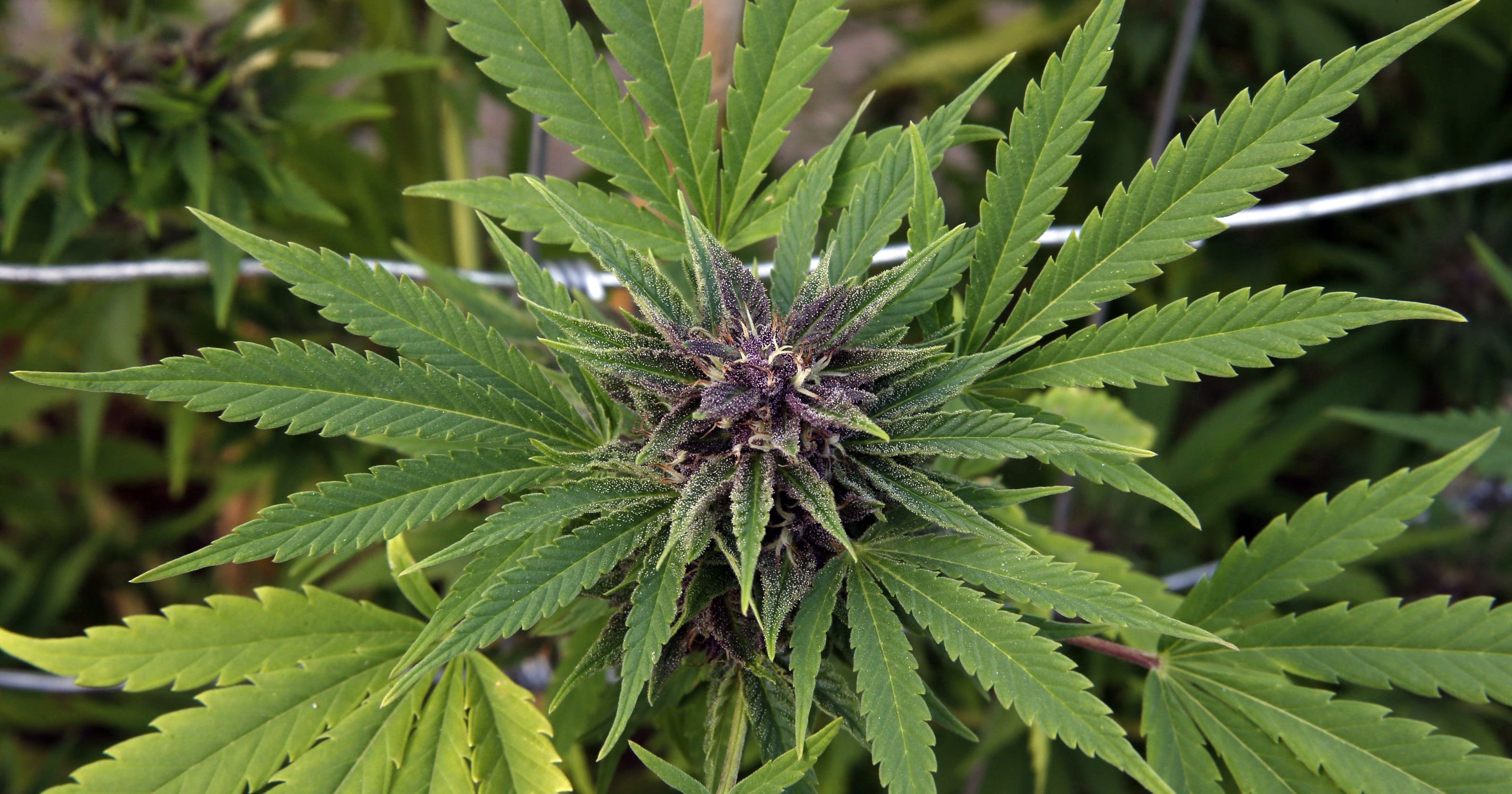 marijuana, Weed, 420, Drugs Wallpaper