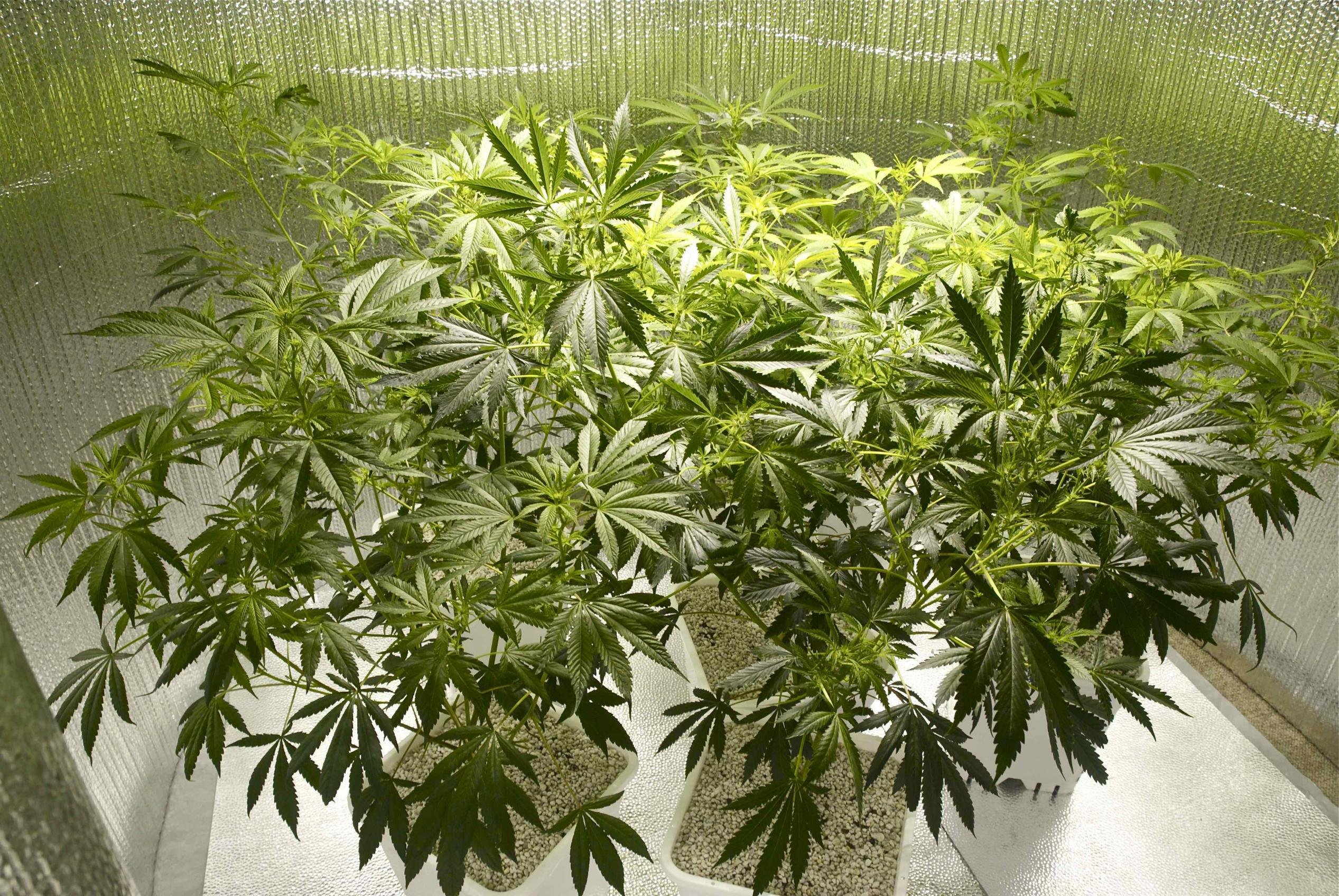 marijuana, Weed, 420, Drugs Wallpaper