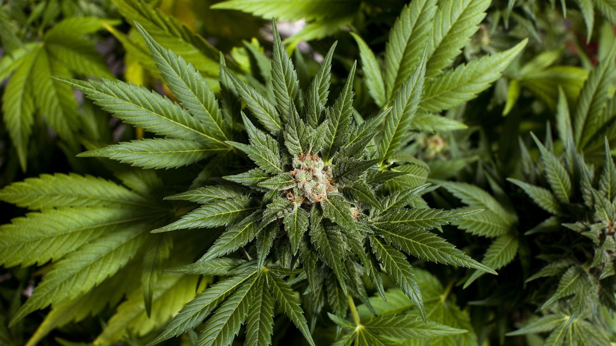 marijuana, Weed, 420, Drugs Wallpaper