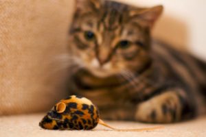 cat, And, Mouse, Toy