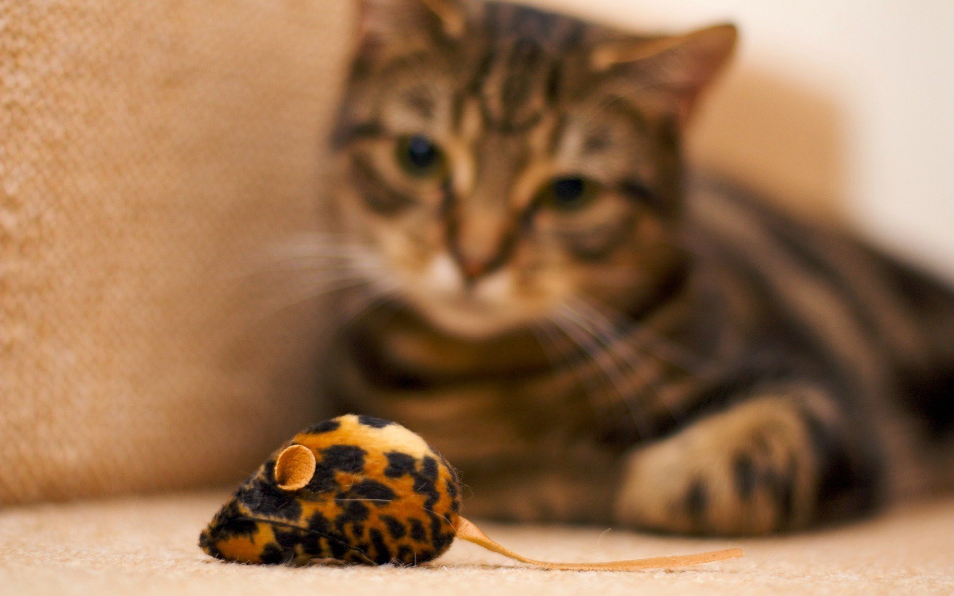 cat, And, Mouse, Toy Wallpaper