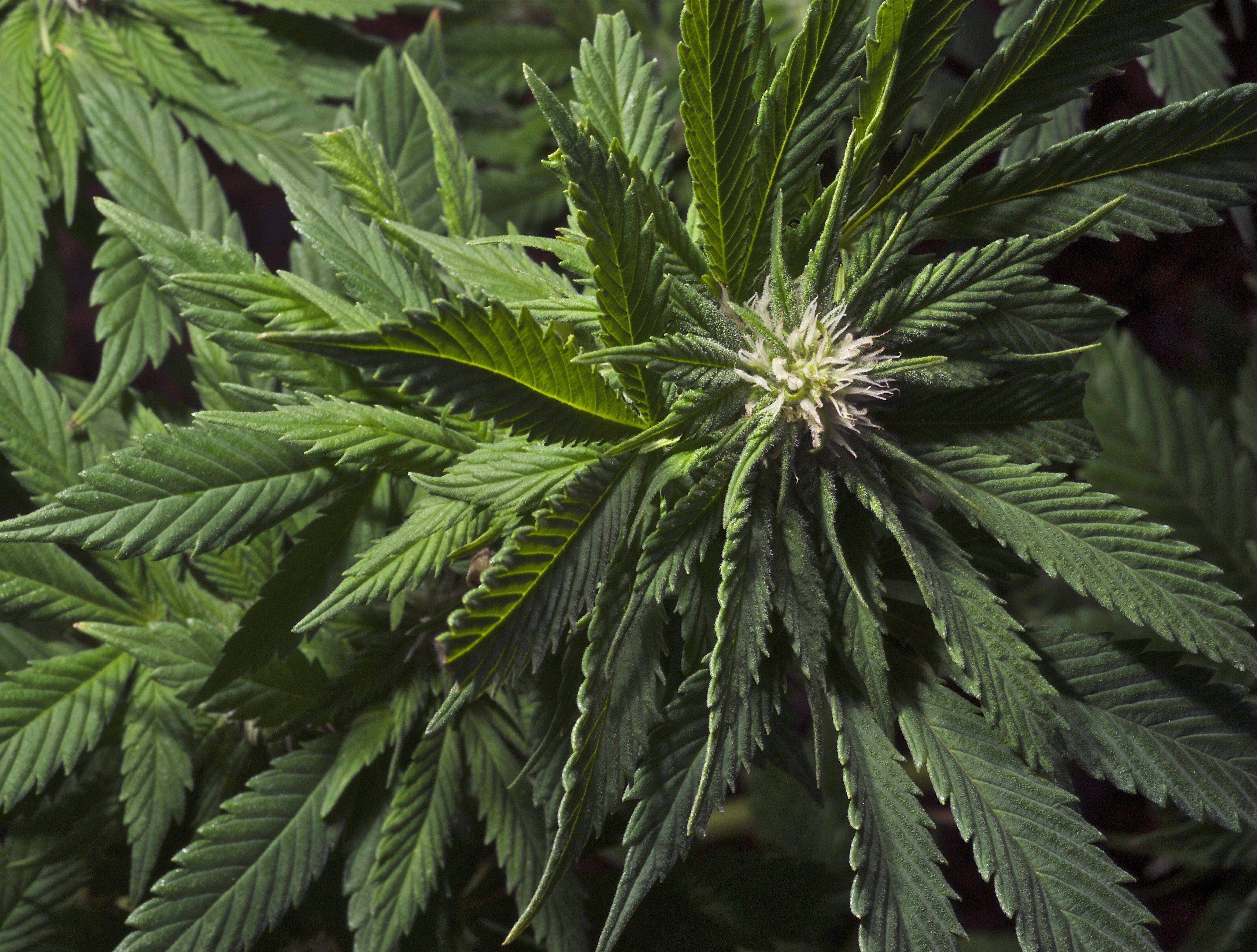 marijuana, Weed, 420, Drugs Wallpaper