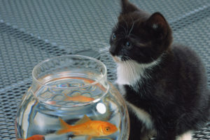 fish, Cat, Aquarium, Kittens